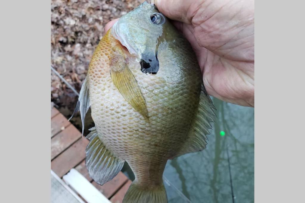 The Fishing Hole Cabin - Sage Vacations 蓋特林堡 外观 照片